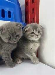 ارسال دو عدد گربهscottish fold از ایران به کانادا